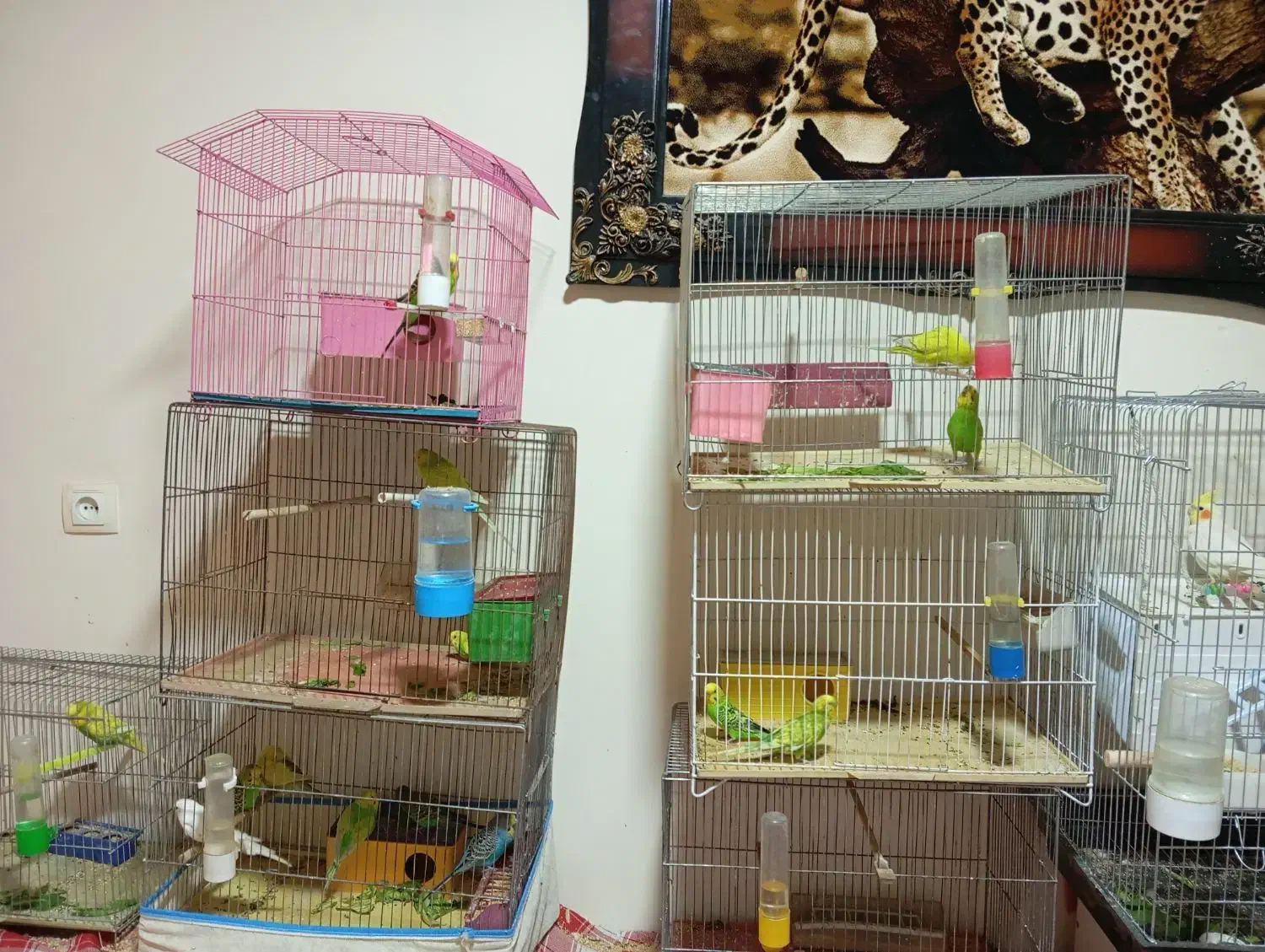 مرغ عشق نر و ماده|پرنده|شیراز, جانبازان|دیوار