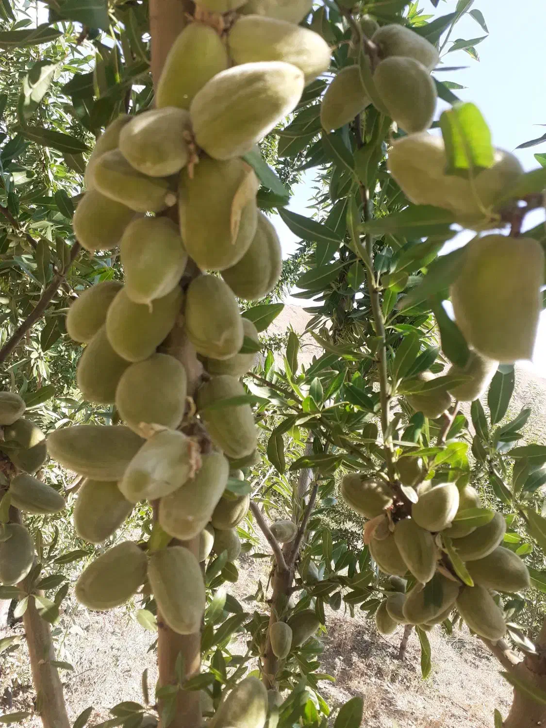 پیش فروش نهال بادام و گردو ژنوتیپ برتر  آغاز شد|خدمات باغبانی و درختکاری|زنجان, |دیوار