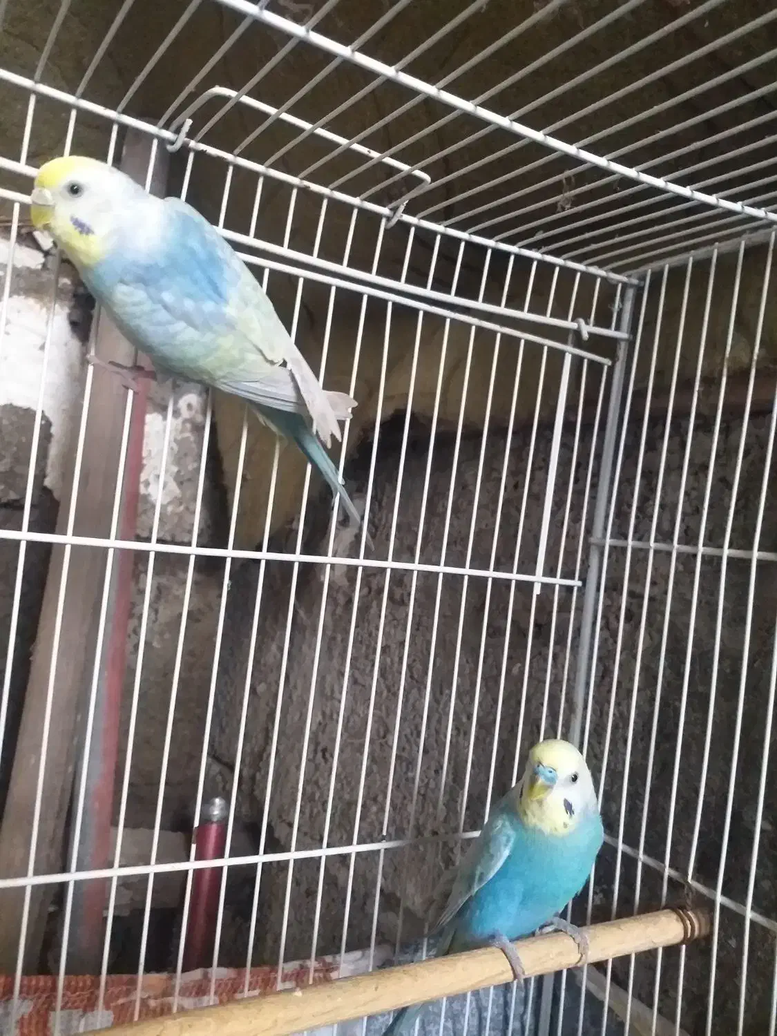 جفت  مرغ عشق رینبو(رنگین کمانی)|پرنده|لاهیجان, کوی استادان|دیوار