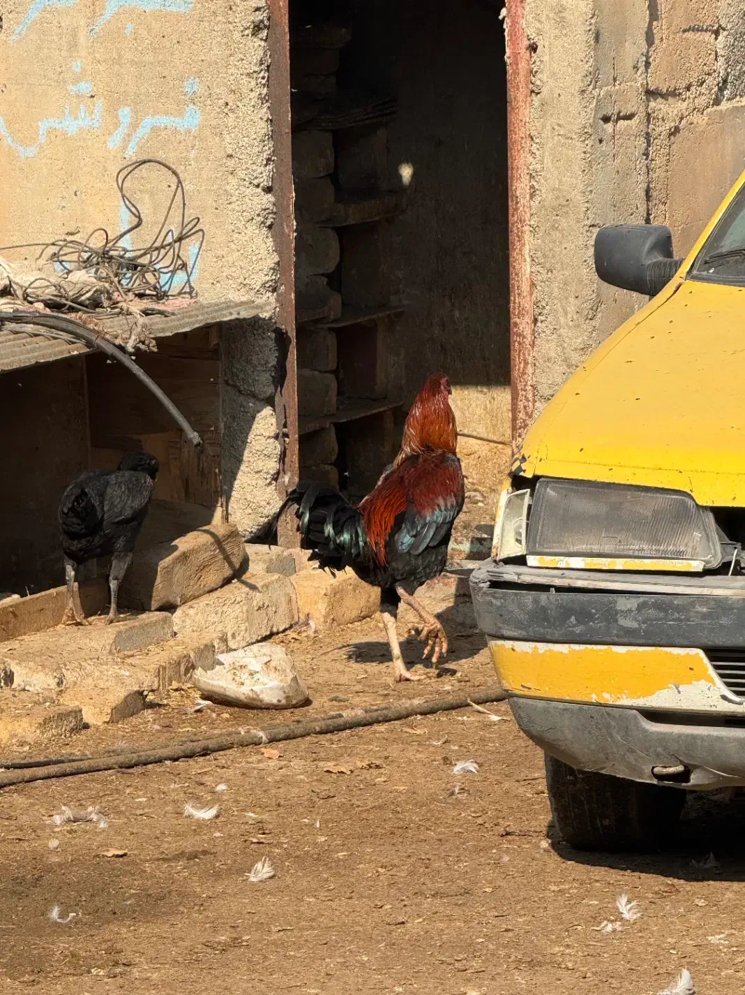 خروس دورگ لاری|حیوانات مزرعه|الوند, |دیوار