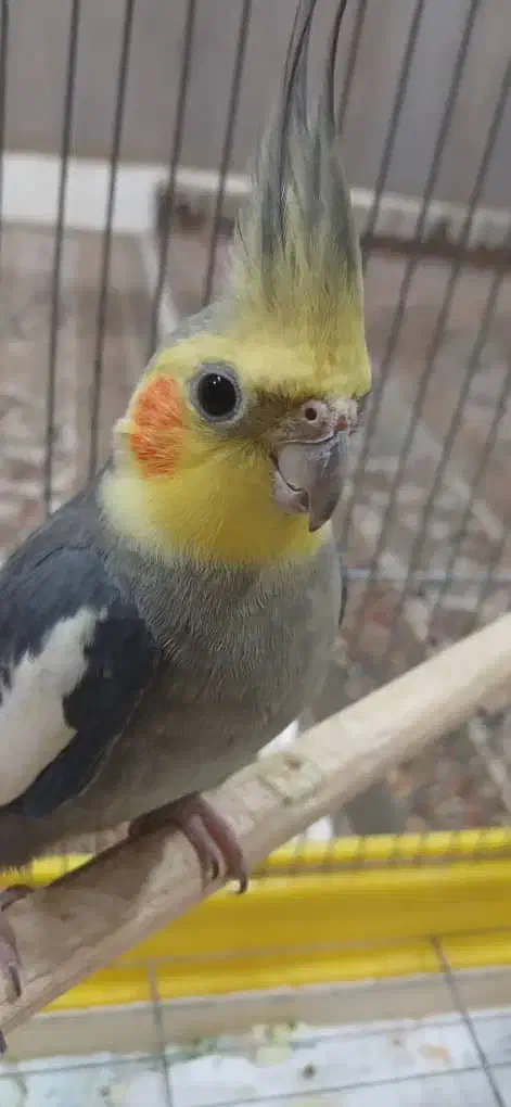 یک جفت عروس هلندی|پرنده|اهواز, پردیس|دیوار