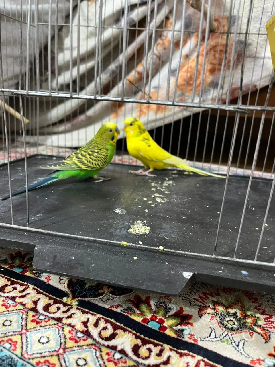 مرغ عشق|پرنده|تهران, شادآباد|دیوار