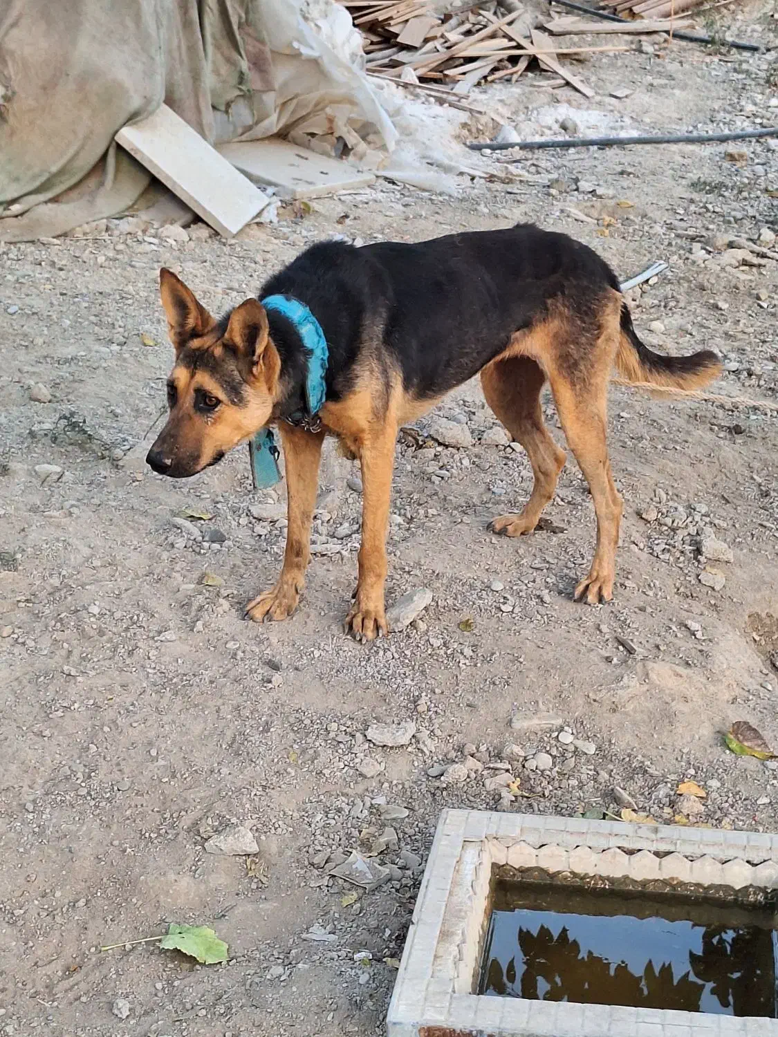 واگذاری سگ ژرمن ماده|سگ|هشتگرد, ایقربلاغ|دیوار