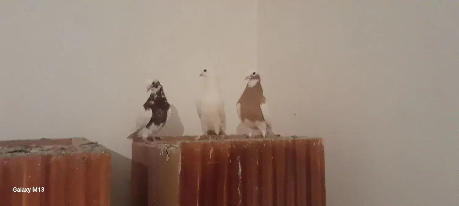 یک جفت فره طوقی و یدونه سفید|پرنده|بناب, |دیوار