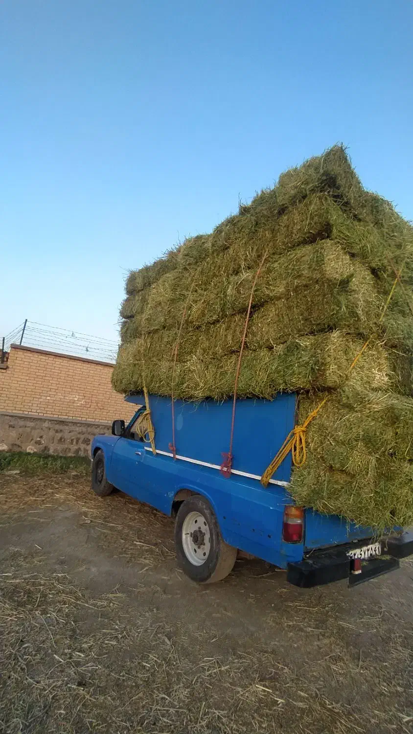 کاه برنج کاه جو یونجه علف|حیوانات مزرعه|حویق, |دیوار