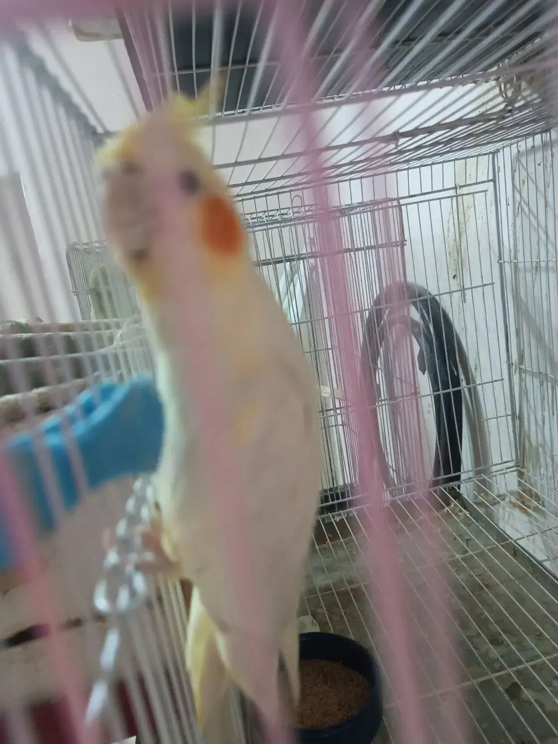 عروس هلندی مولد|پرنده|ساری, |دیوار