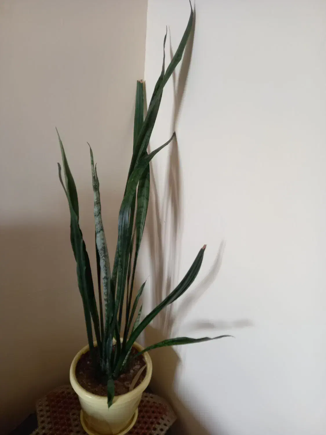 گل شمشری|گل و گیاه طبیعی|سنندج, |دیوار