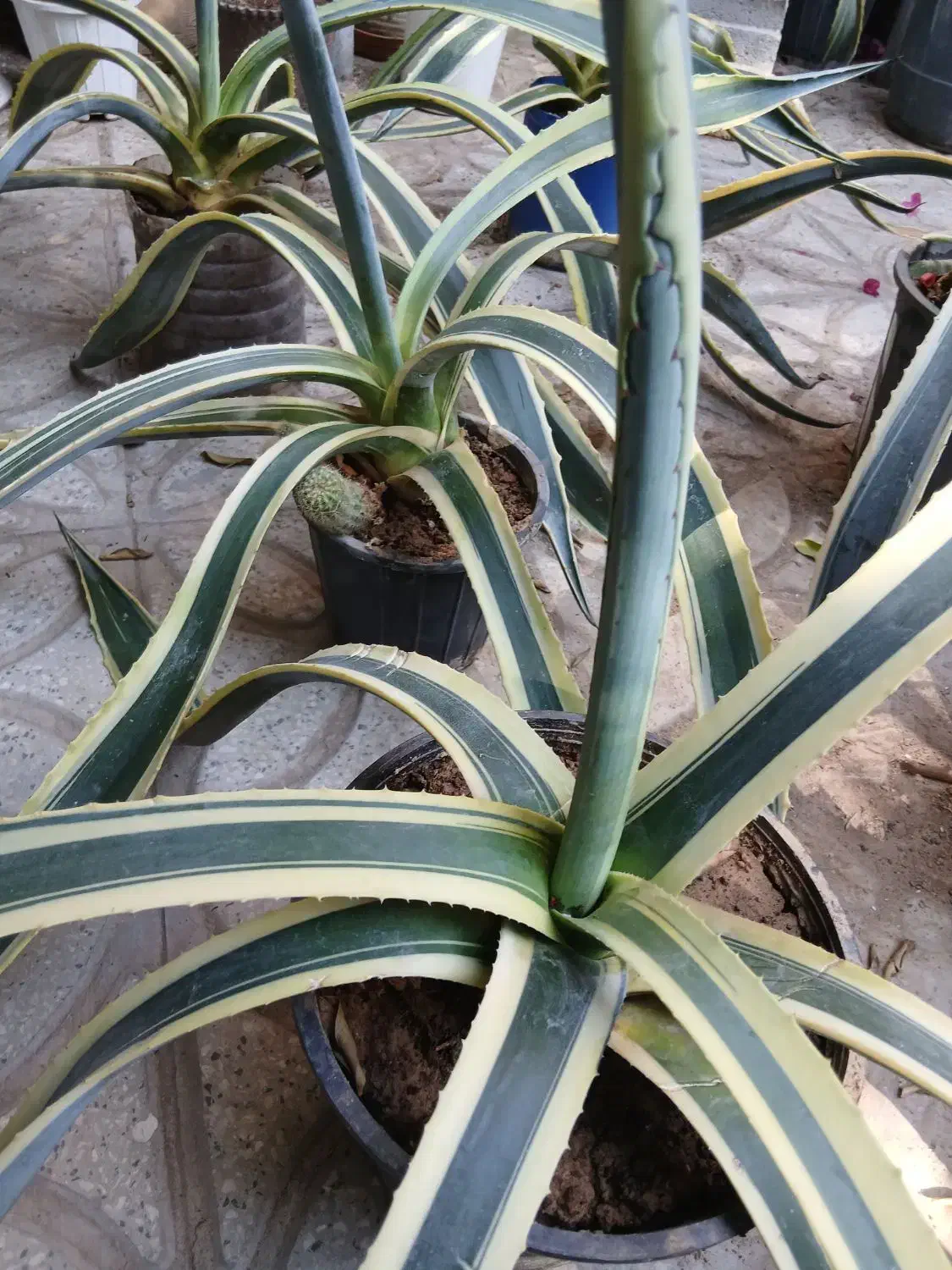 کاکتوس آگاو  و آلوورا|گل و گیاه طبیعی|شیراز, تحویلی|دیوار