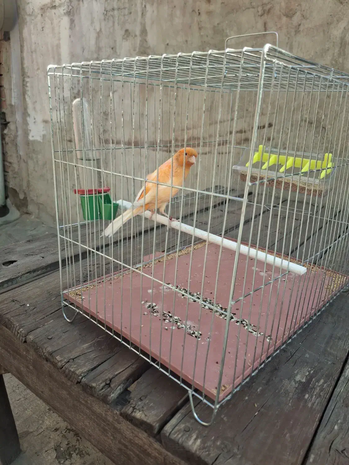 قناری پرتغالی آنتیک|پرنده|چهاردانگه (تهران), |دیوار