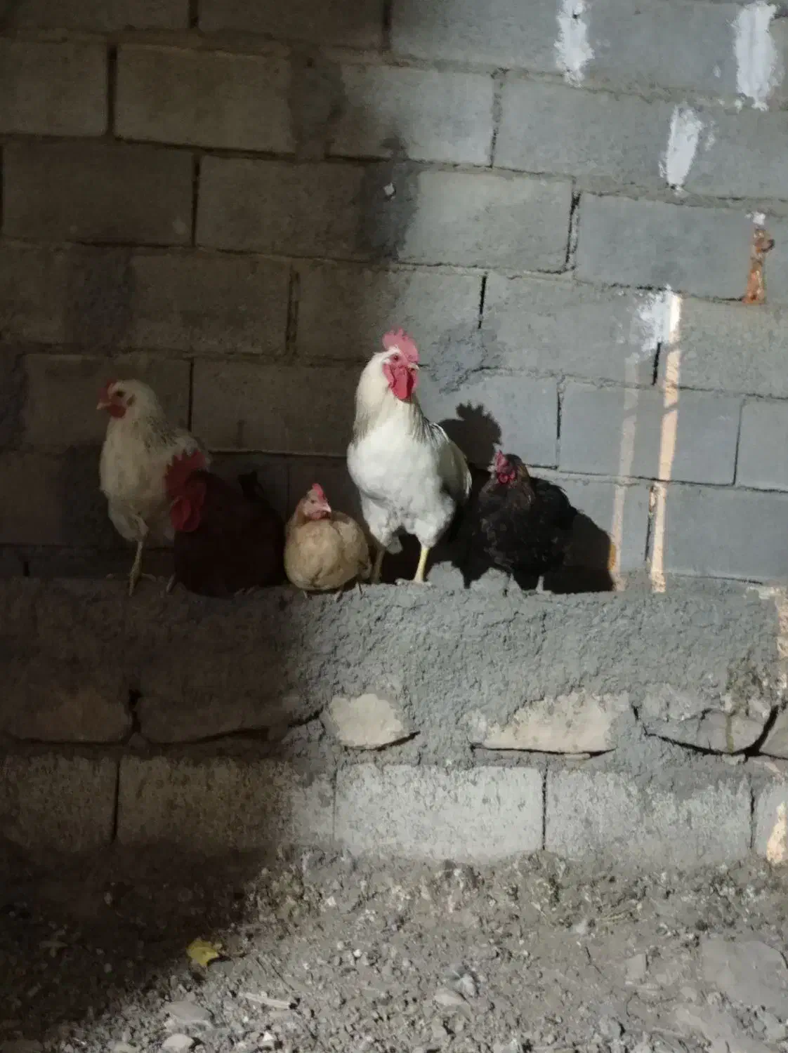 خروس  ۵ ماه|حیوانات مزرعه|جوانرود, |دیوار