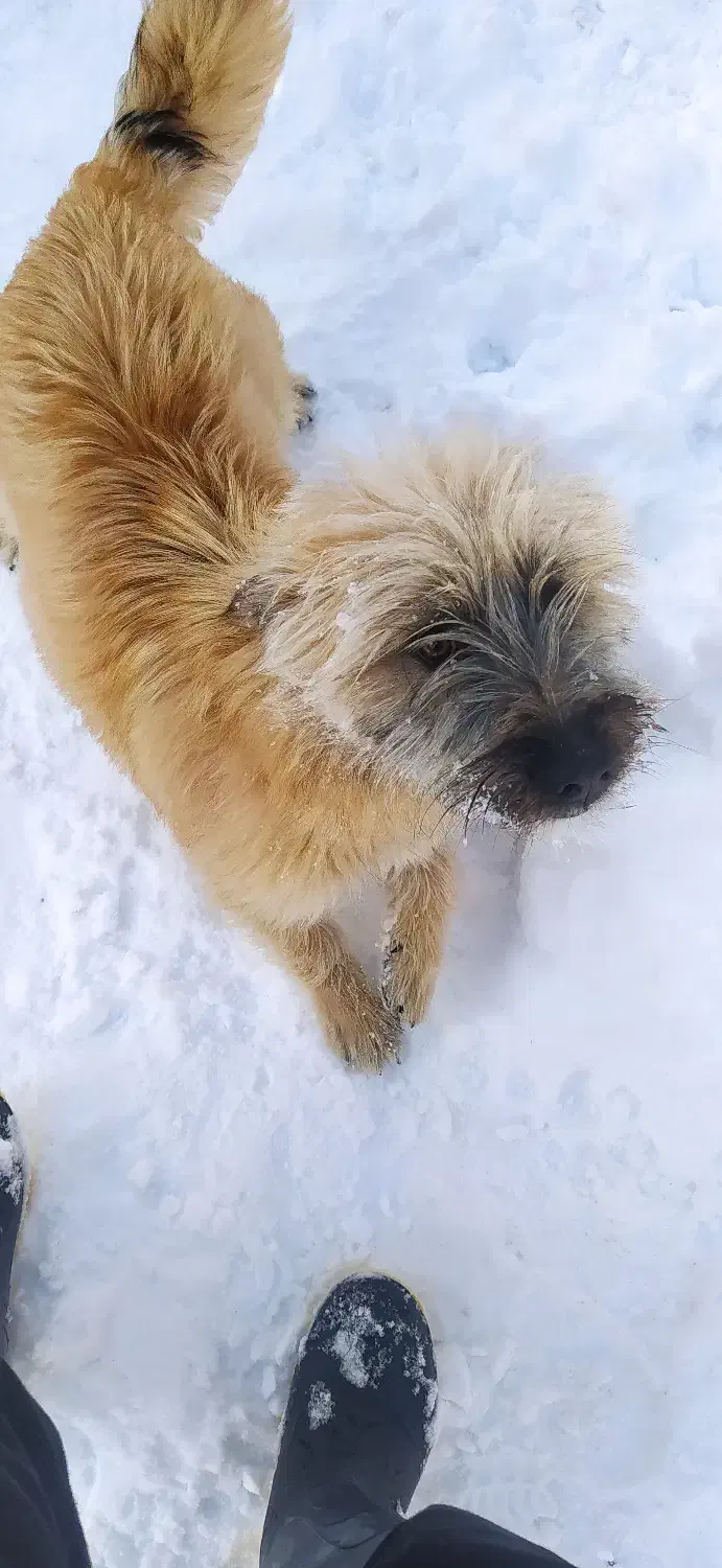 سگ پاکوتا|حیوانات|غلامان, |دیوار