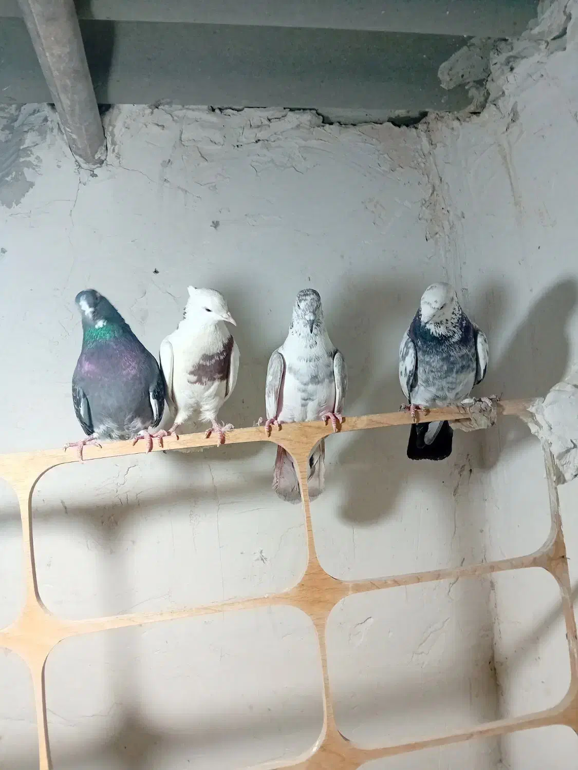 کفتر|پرنده|شهر ری, شهرک نظامی|دیوار