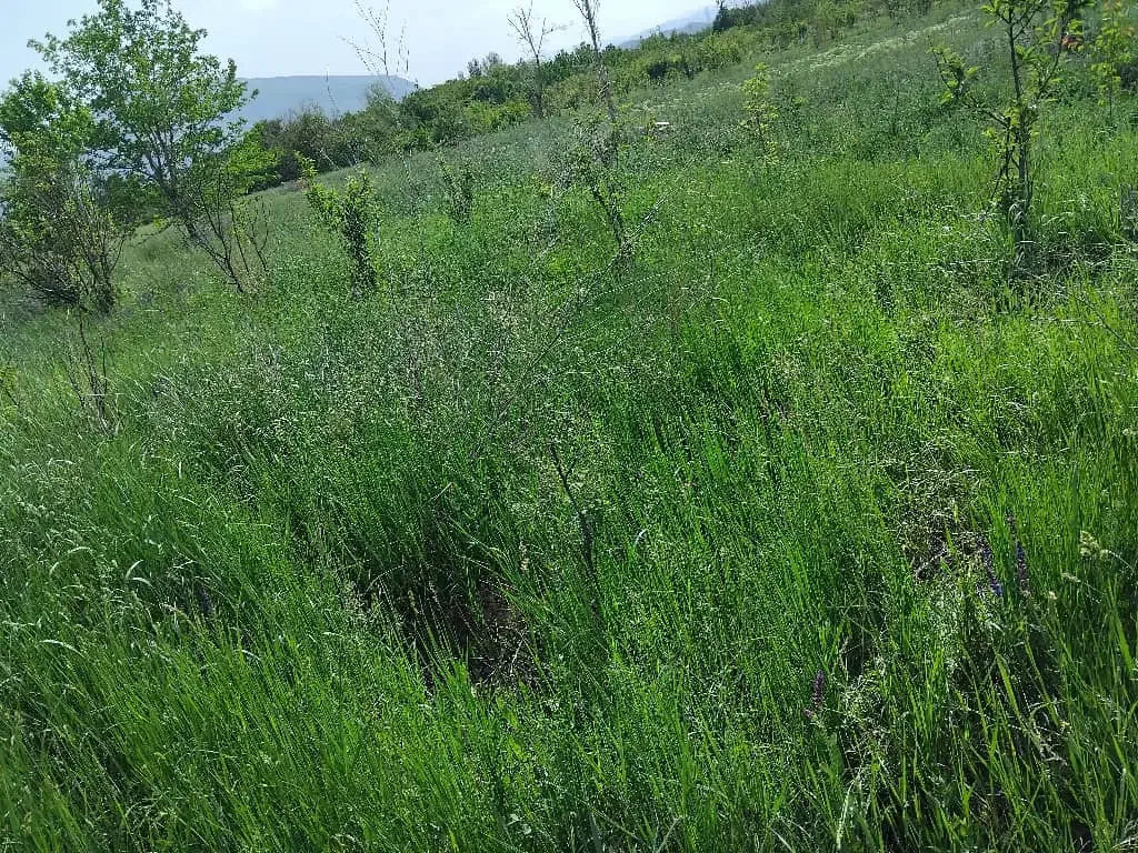 باغچه فروشی|فروش دفتر صنعتی، کشاورزی، تجاری|انزل, |دیوار