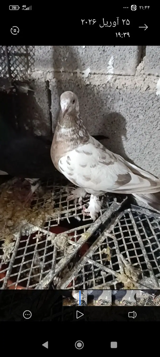 کفتر|پرنده|شیراز, سیاه سنگ|دیوار