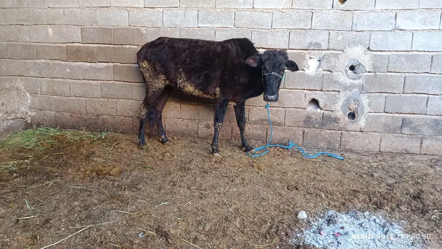 گاو جرسی|حیوانات مزرعه|شادگان, |دیوار