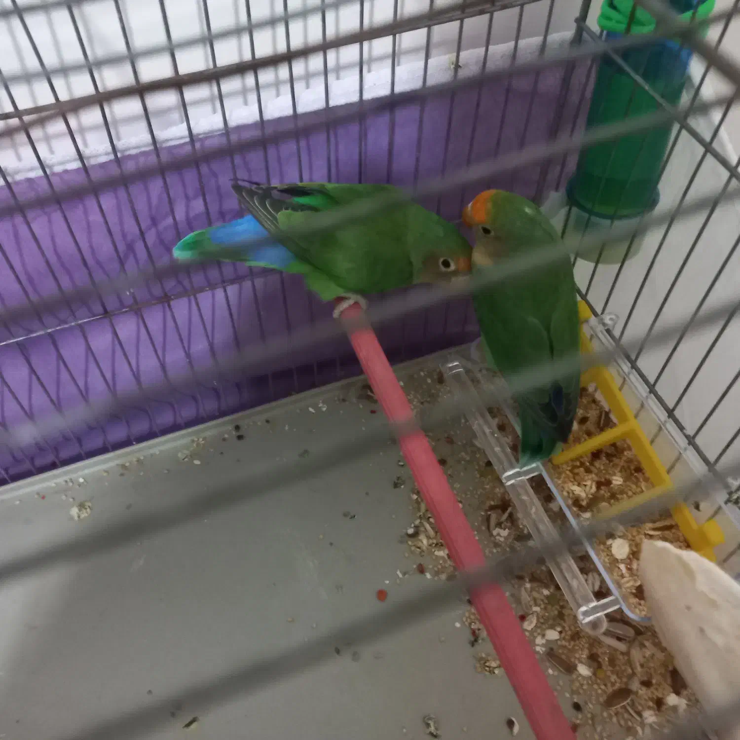 طوطی برزیلی|پرنده|نقده, |دیوار