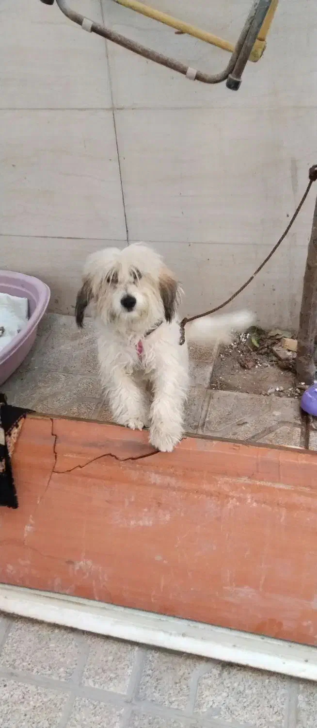 سگ پا کوتاه|سگ|مشهد, پنجتن|دیوار