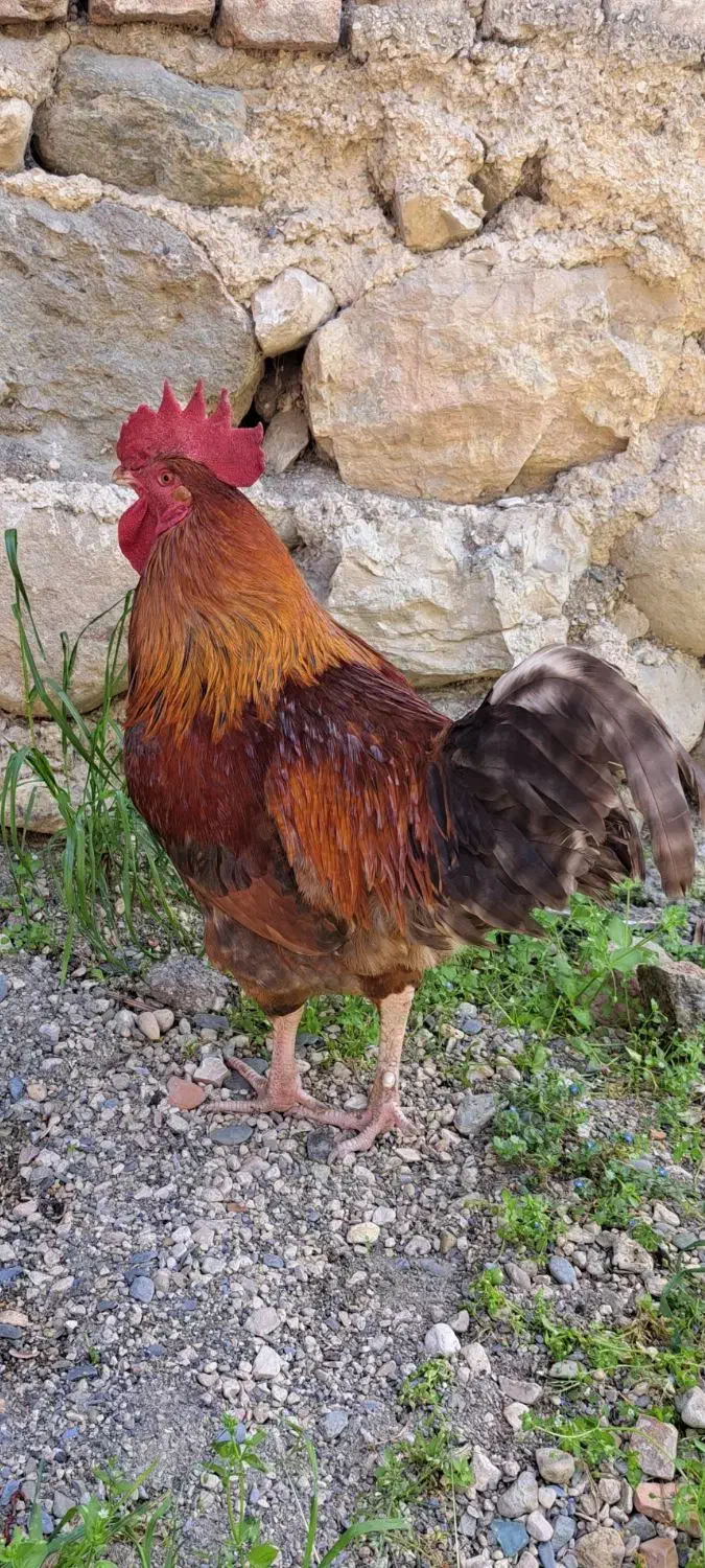 خروس محلی|حیوانات مزرعه|گلوگاه, |دیوار