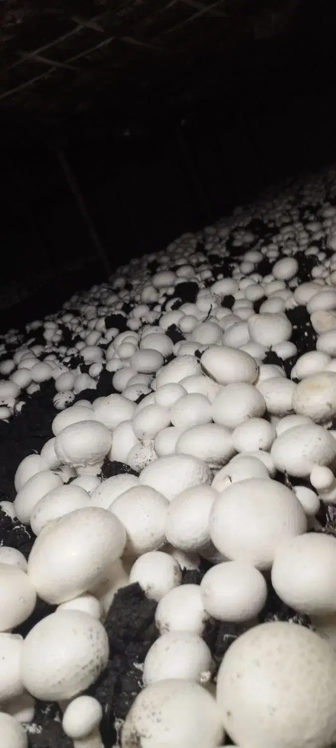 قارچ|خوردنی و آشامیدنی|استهبان, |دیوار