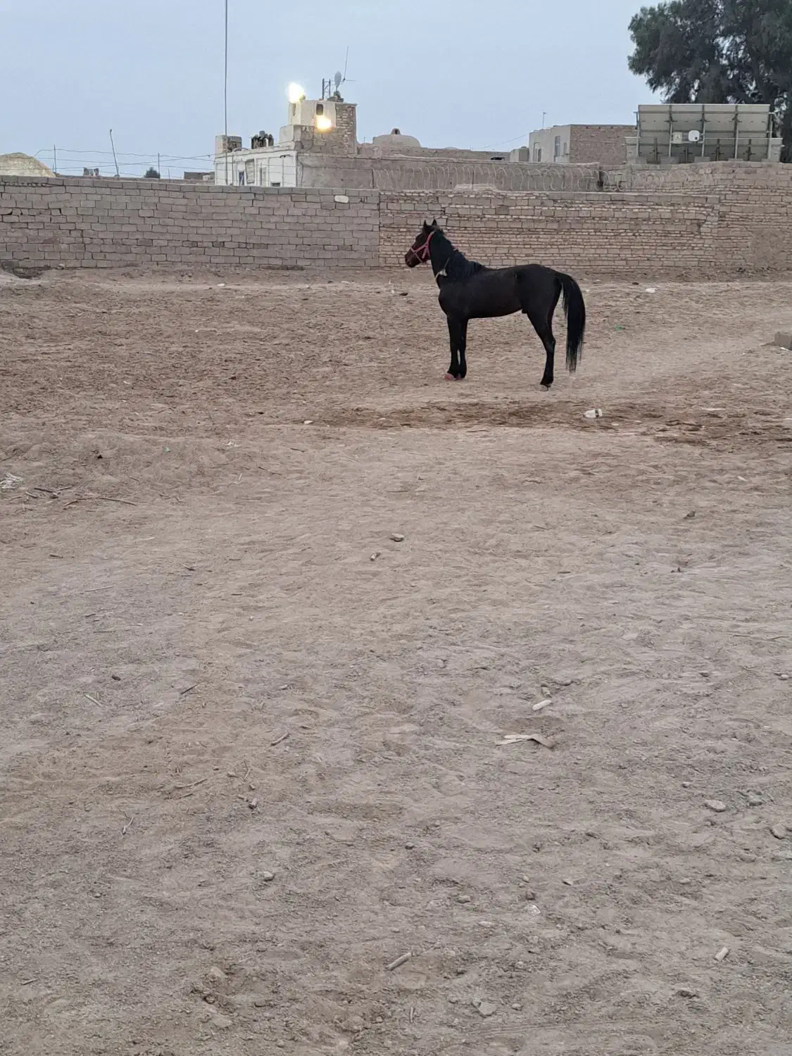 اسب یورقه|اسب و تجهیزات اسب‌سواری|زهک, |دیوار