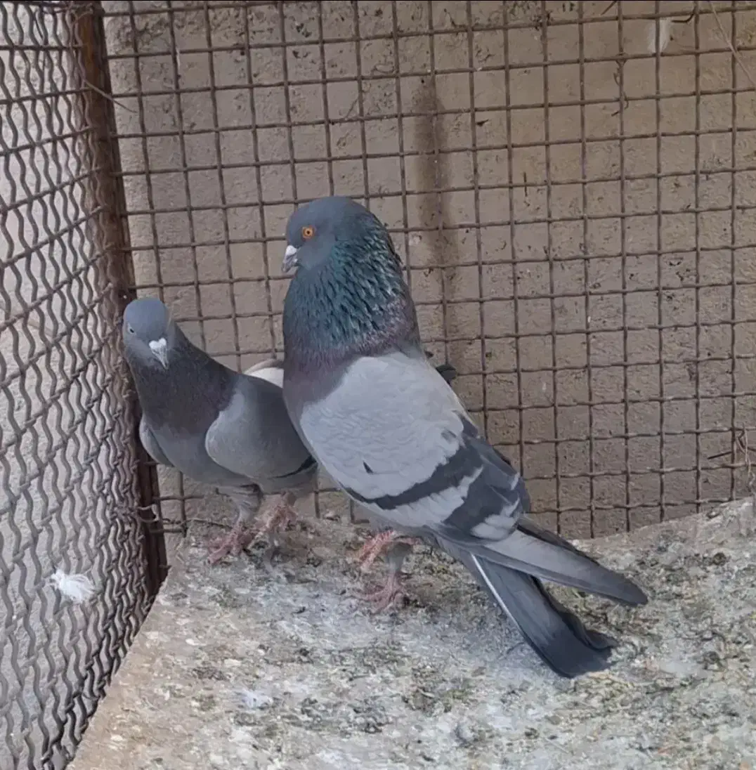 کبوتر|پرنده|نهاوند, |دیوار