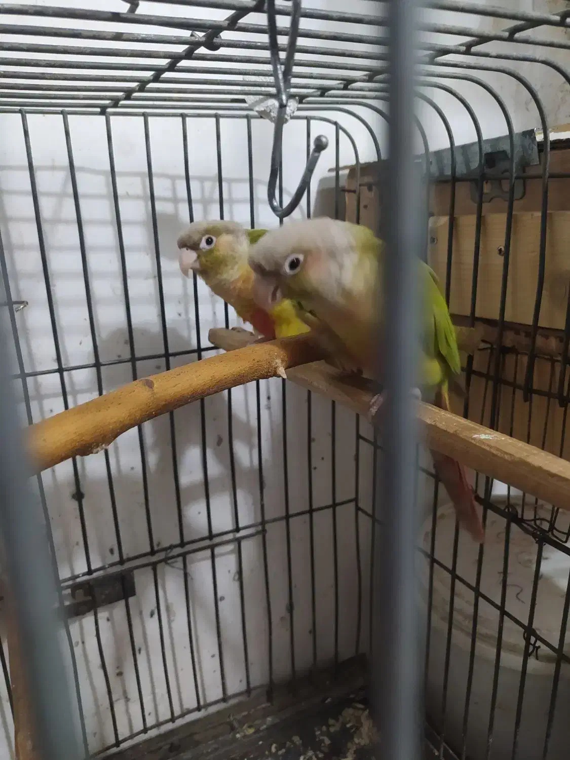 یک جفت گرنجیک بالغ آماده به تخم|پرنده|علی‌آباد کتول, |دیوار