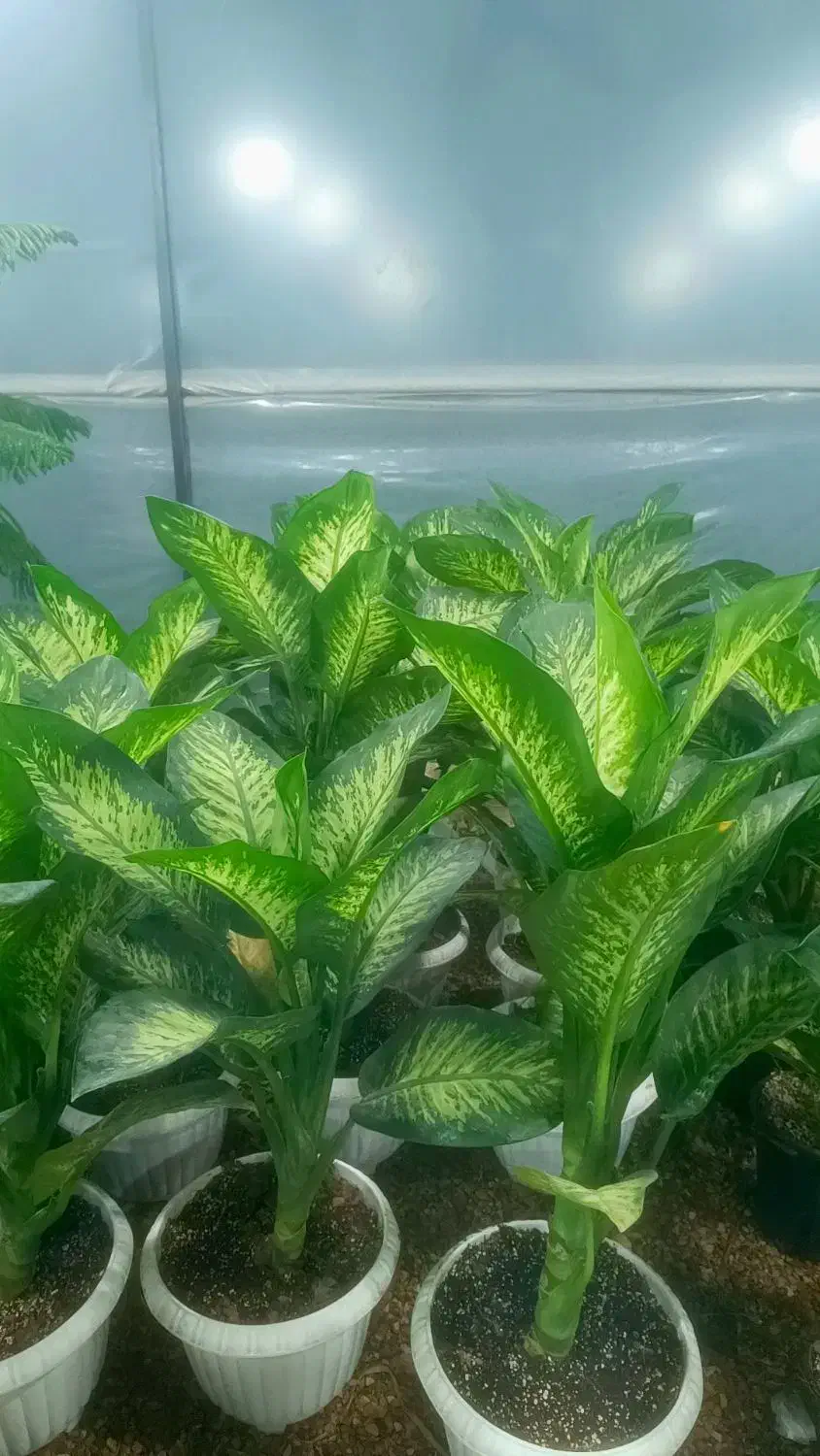 گل و گیاه|گل و گیاه طبیعی|بندر ماهشهر, |دیوار