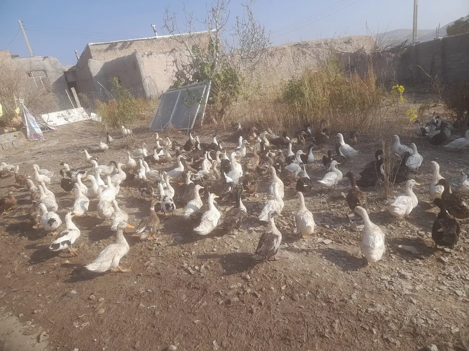 اردک نر وماده|حیوانات مزرعه|شاهین دژ, |دیوار