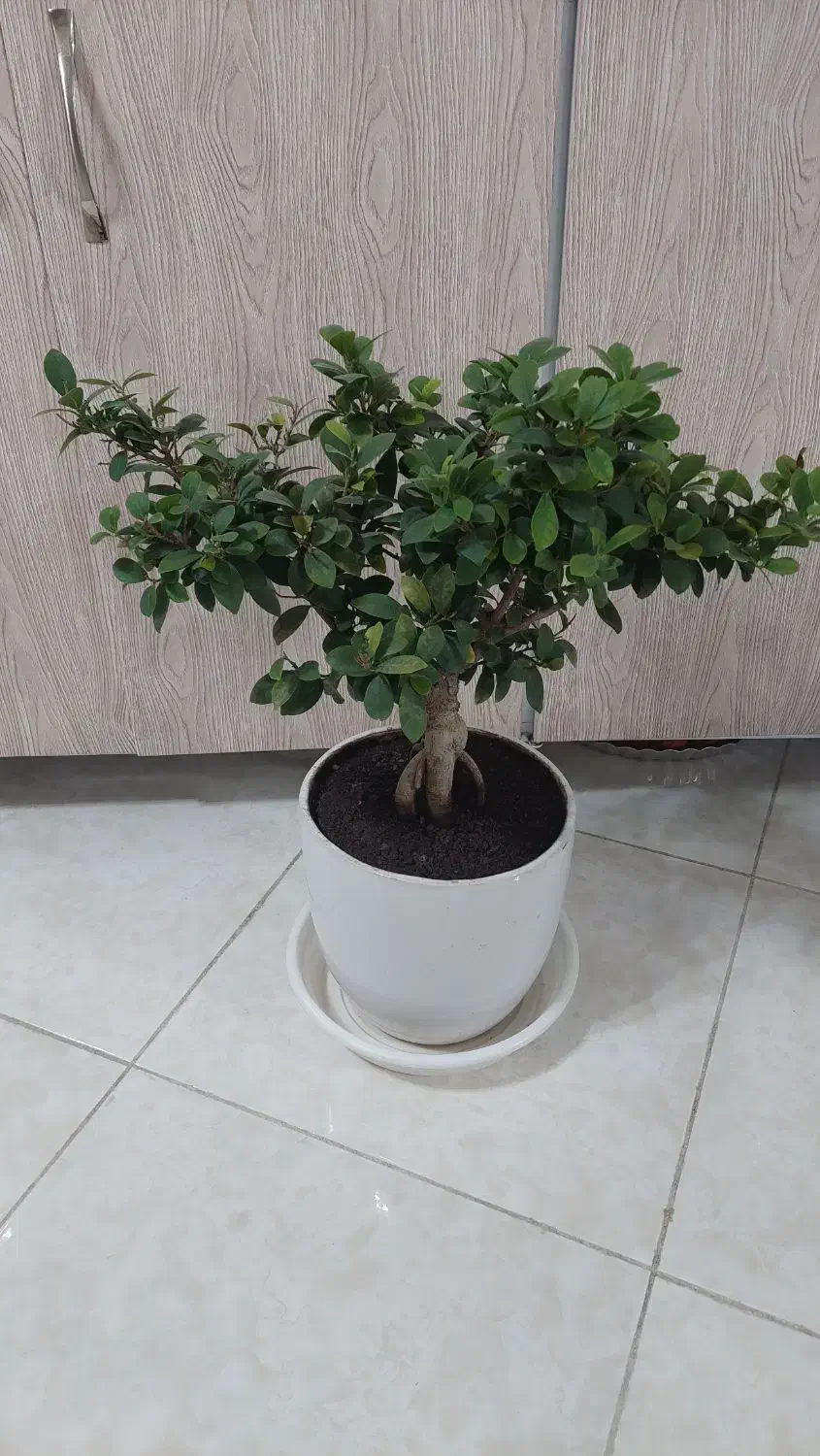 بونسای جنسینگ|گل و گیاه طبیعی|اصفهان, خانه اصفهان|دیوار