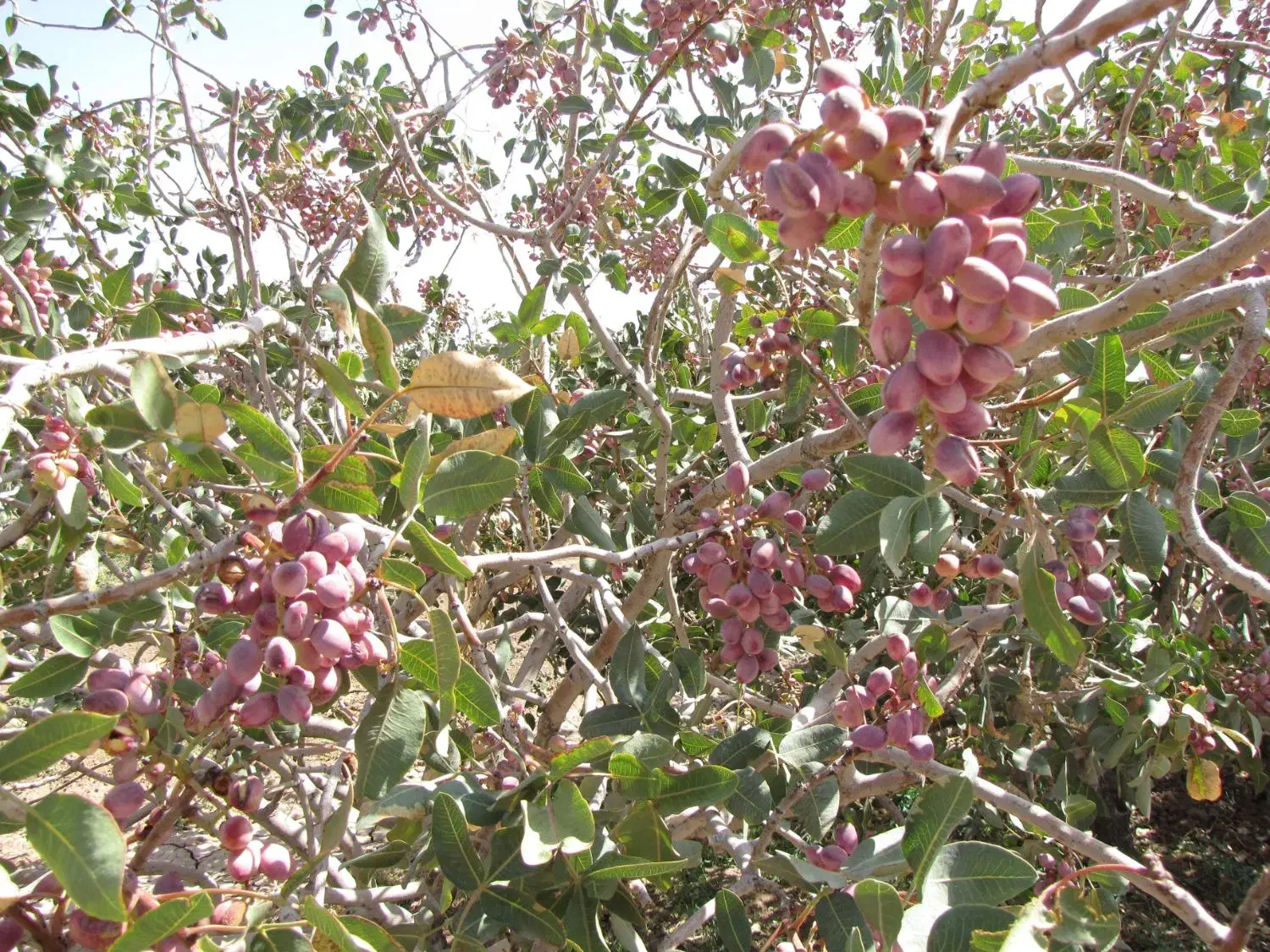 باغ شاهین شهر ،گرگاب، قابل معاوضه و تهاتر|فروش خانه و ویلا|شاهینشهر, فرودگاه هسا|دیوار