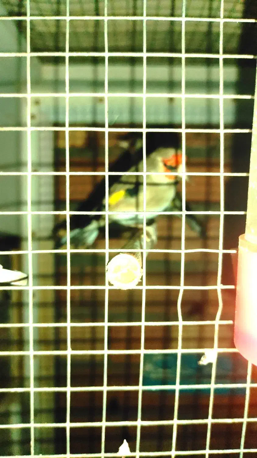 سهره نر|پرنده|کرمان, |دیوار