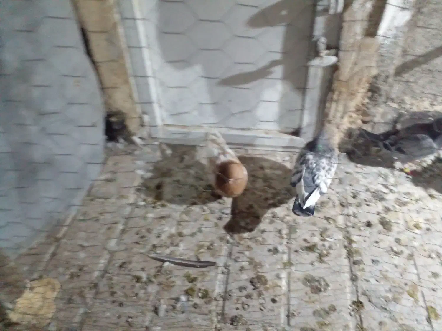 ۸عدد کفتر قلدر|پرنده|مشهد, شهید آوینی|دیوار