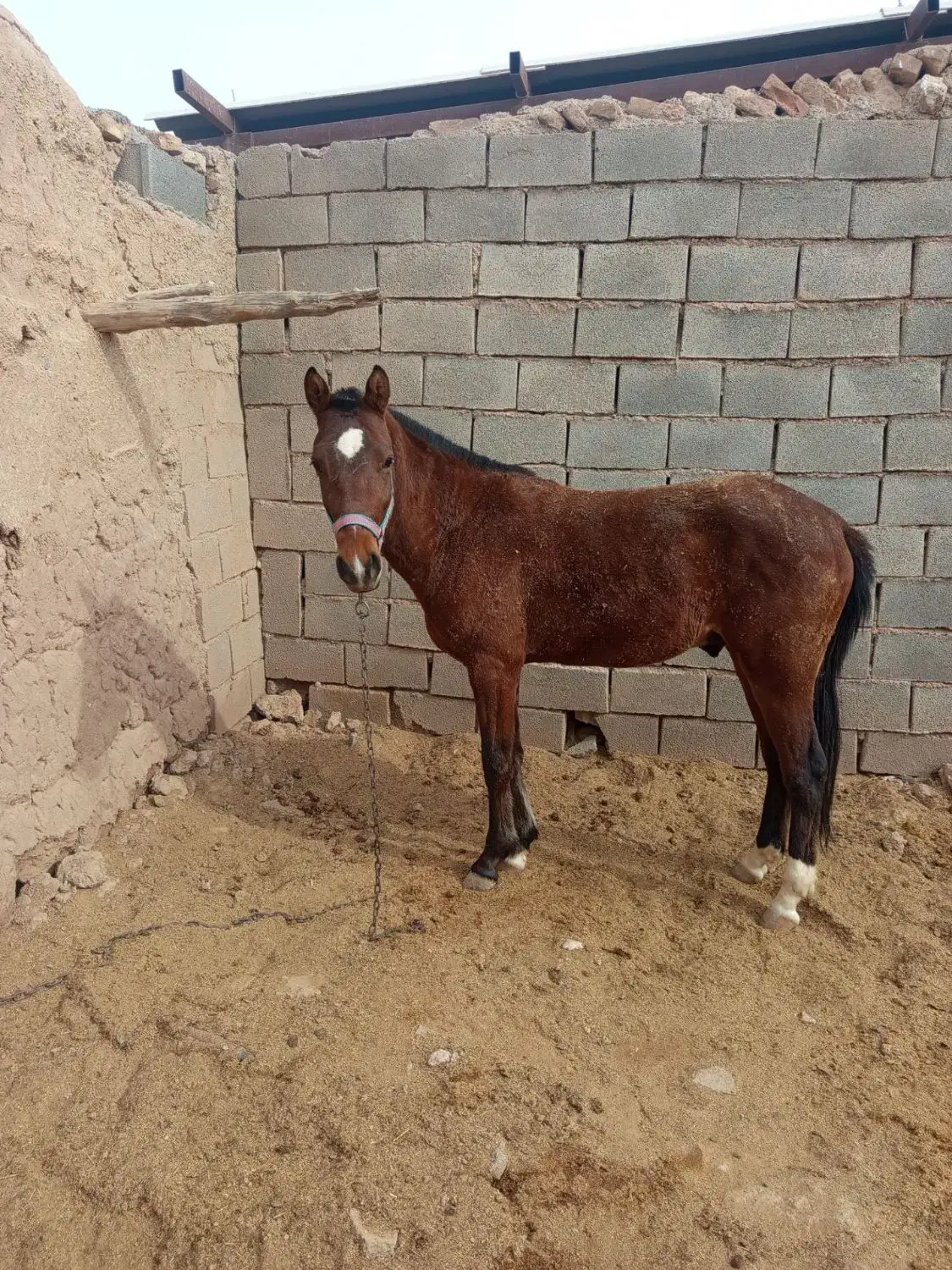 اسب|اسب و تجهیزات اسبسواری|اسفراین, |دیوار