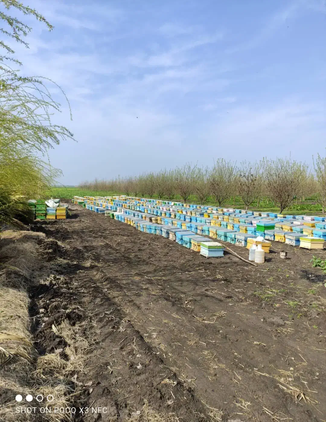 عسل طبیعی کوهستان|خوردنی و آشامیدنی|تهران, مولوی|دیوار