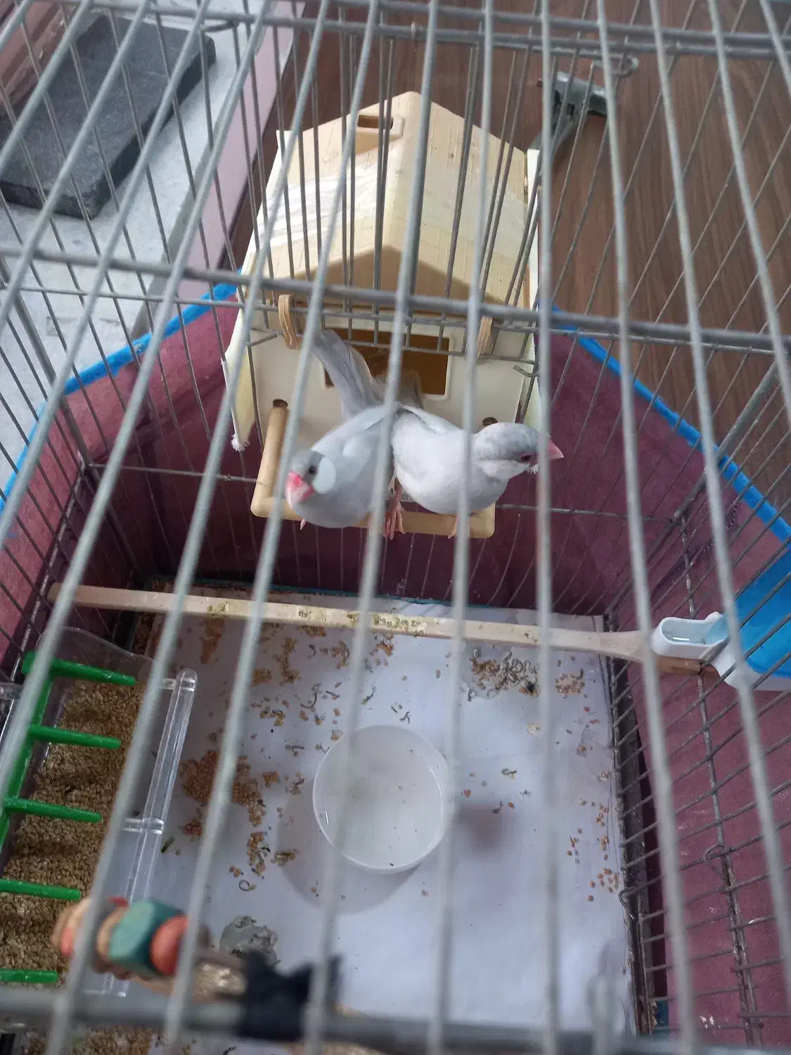 فنچ نرگسی مولد|پرنده|رشت, حمیدیان|دیوار