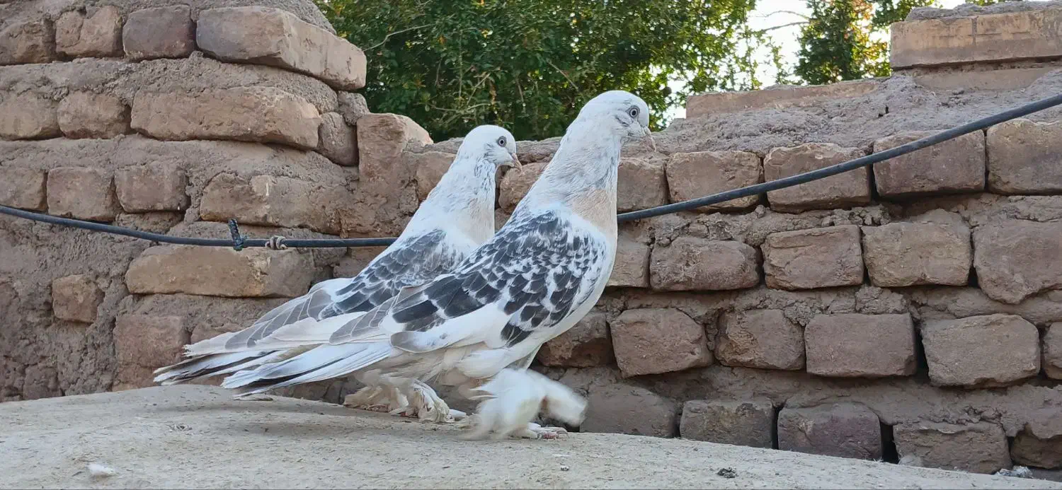 کبوتر تاکلا تُرکیه. سوسنی کاغذی. سبز عربی اصیل|پرنده|تبریز, |دیوار