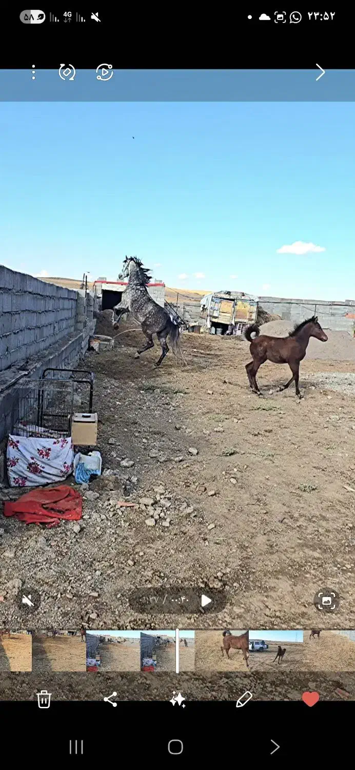 فروش آلاچیق با ۲ اسب و ۲ سگ و پاترول وغیره|فروش زمین و ملک کلنگی|نمین, |دیوار