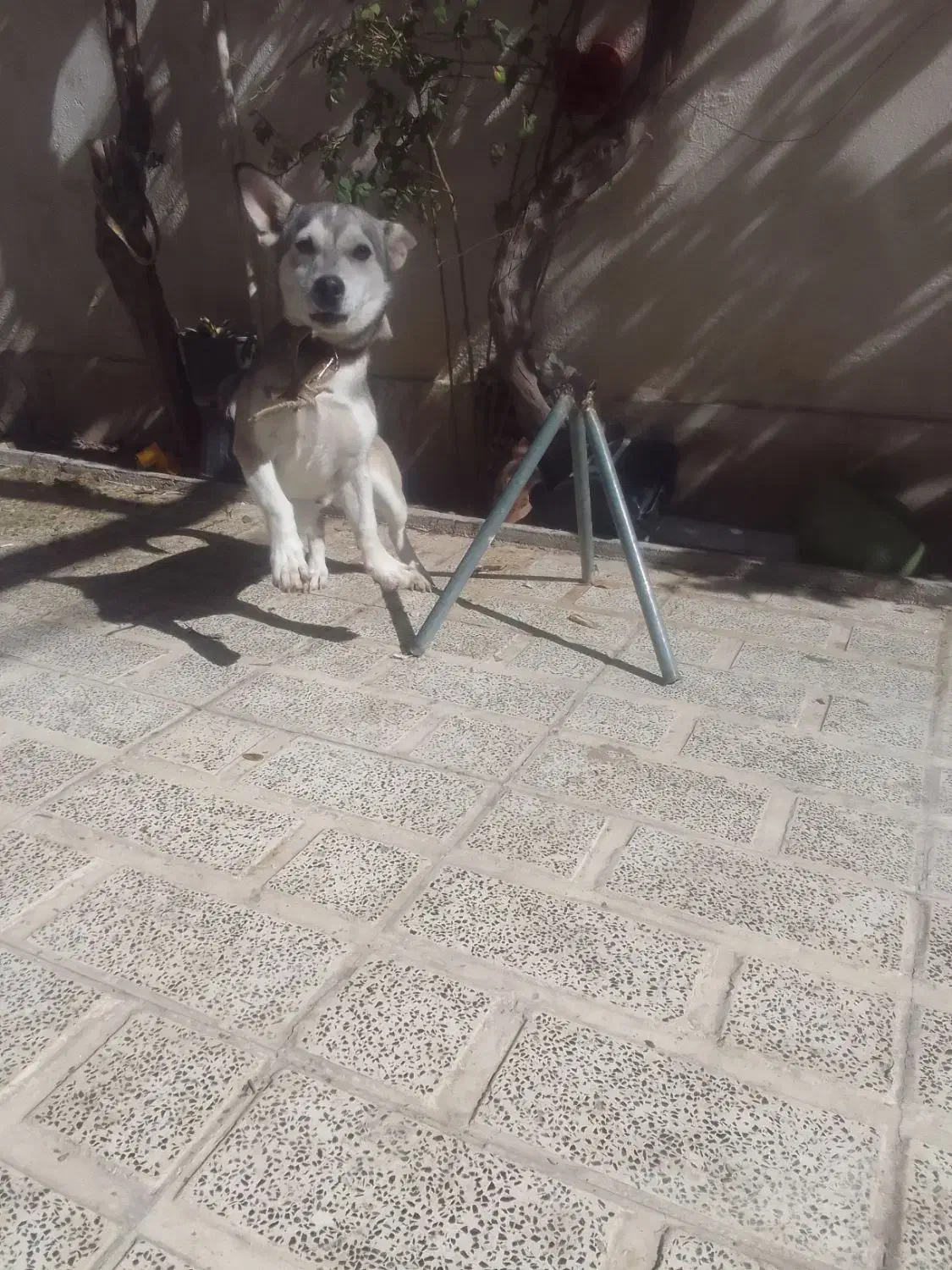 سگ هاسکی اصل|سگ|صباشهر, |دیوار