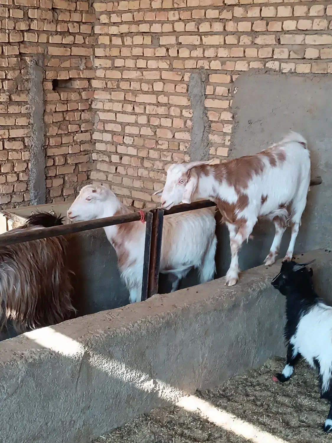 بز چاق جوون|حیوانات مزرعه|پیشوا, |دیوار