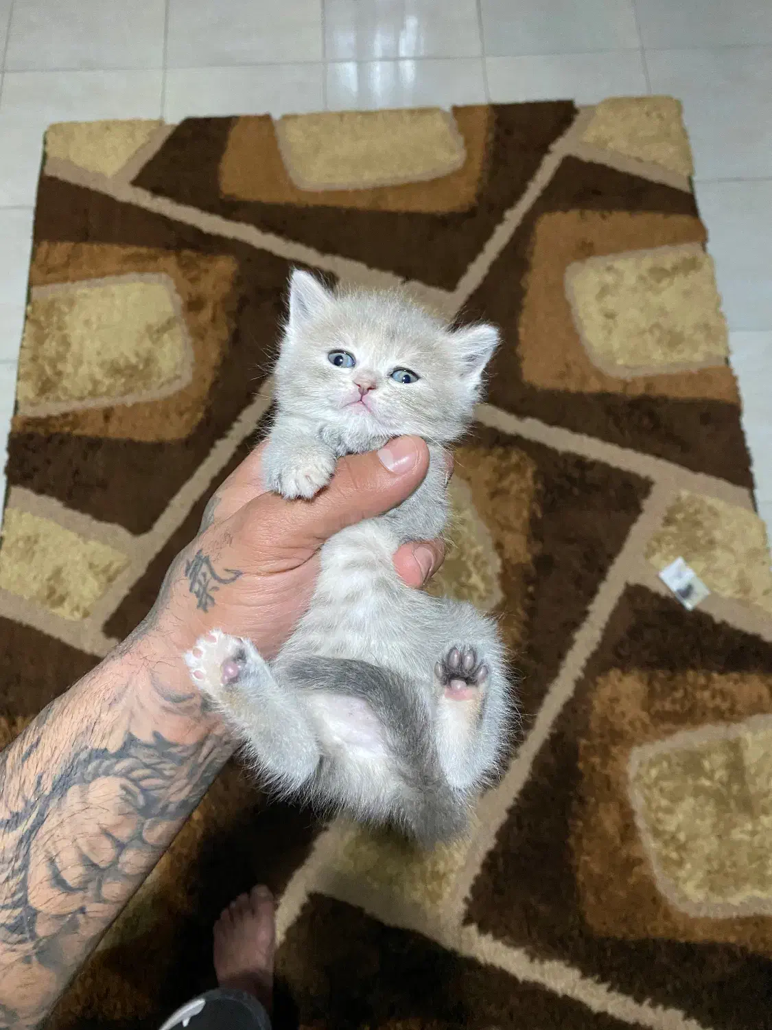 بیریتیش|گربه|نوشهر, |دیوار