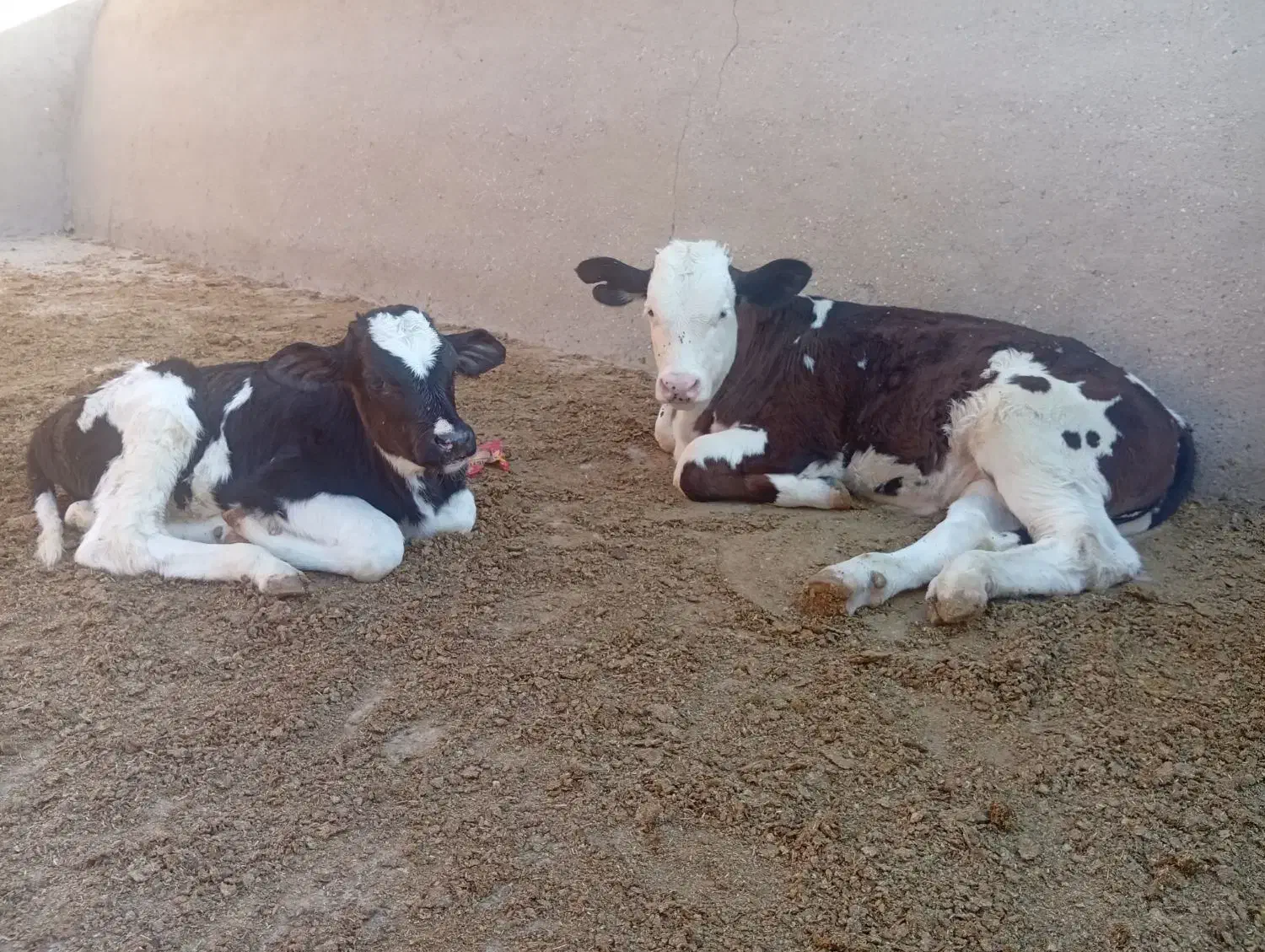 گوساله|حیوانات مزرعه|مسجد سلیمان, |دیوار