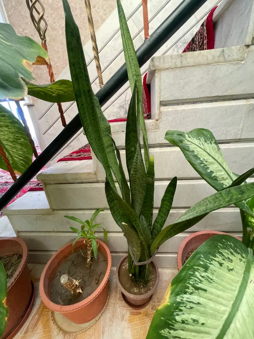 گل سانسوریا|گل و گیاه طبیعی|مبارکه, |دیوار