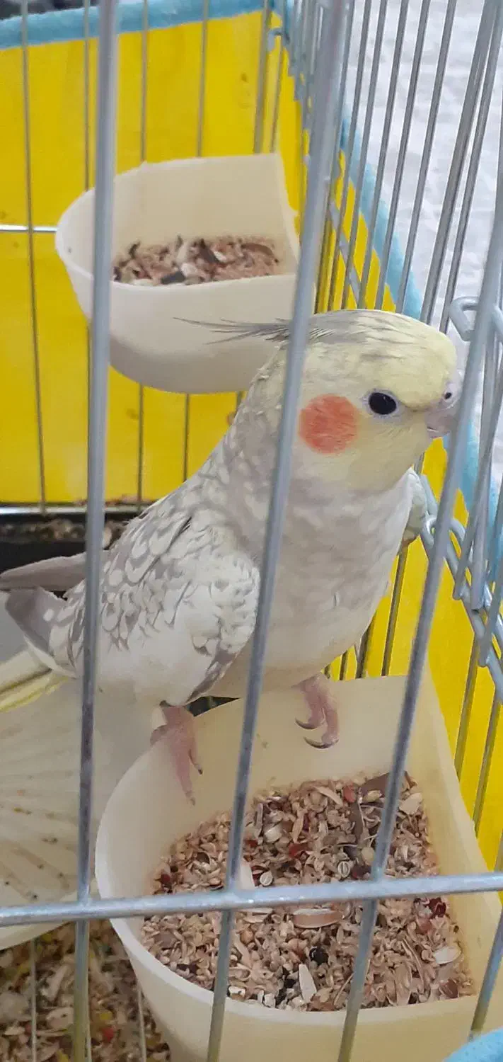 عروس هلندی ماده|پرنده|فردیس, نگارستان|دیوار