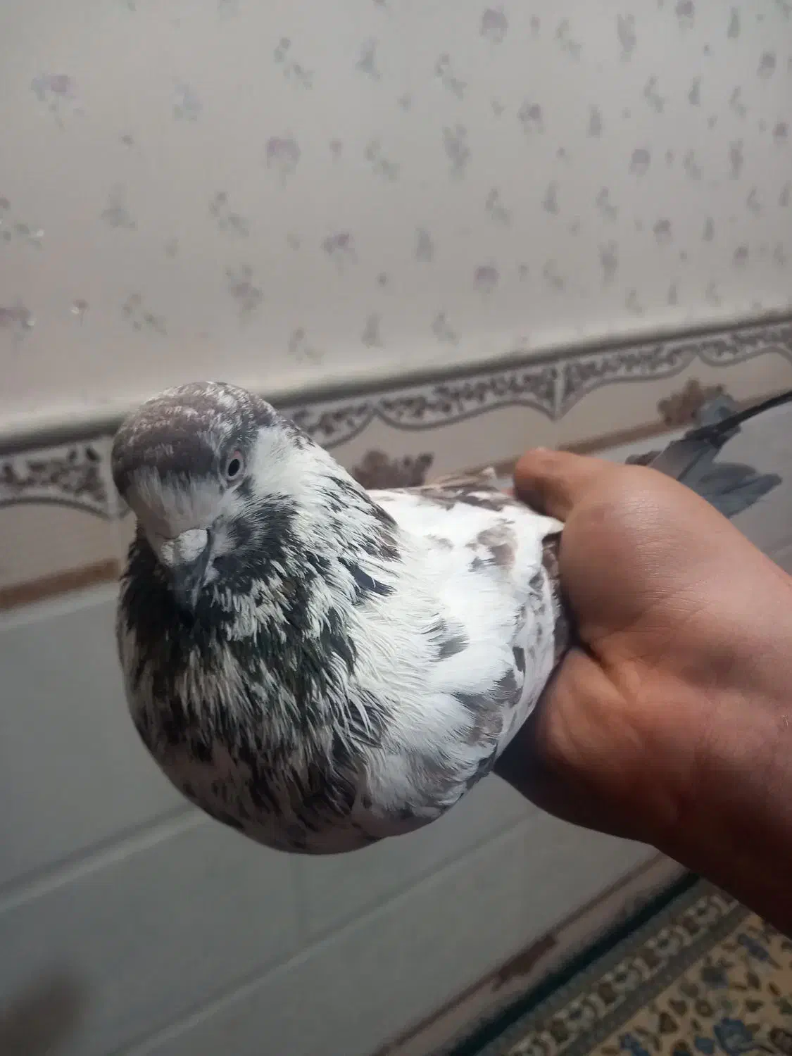 نر.|پرنده|قم, محمد آباد|دیوار