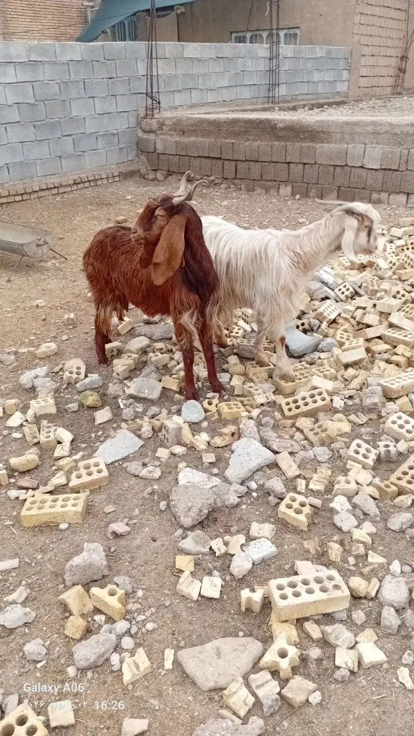 بز تیشتر|حیوانات مزرعه|شوشتر, |دیوار