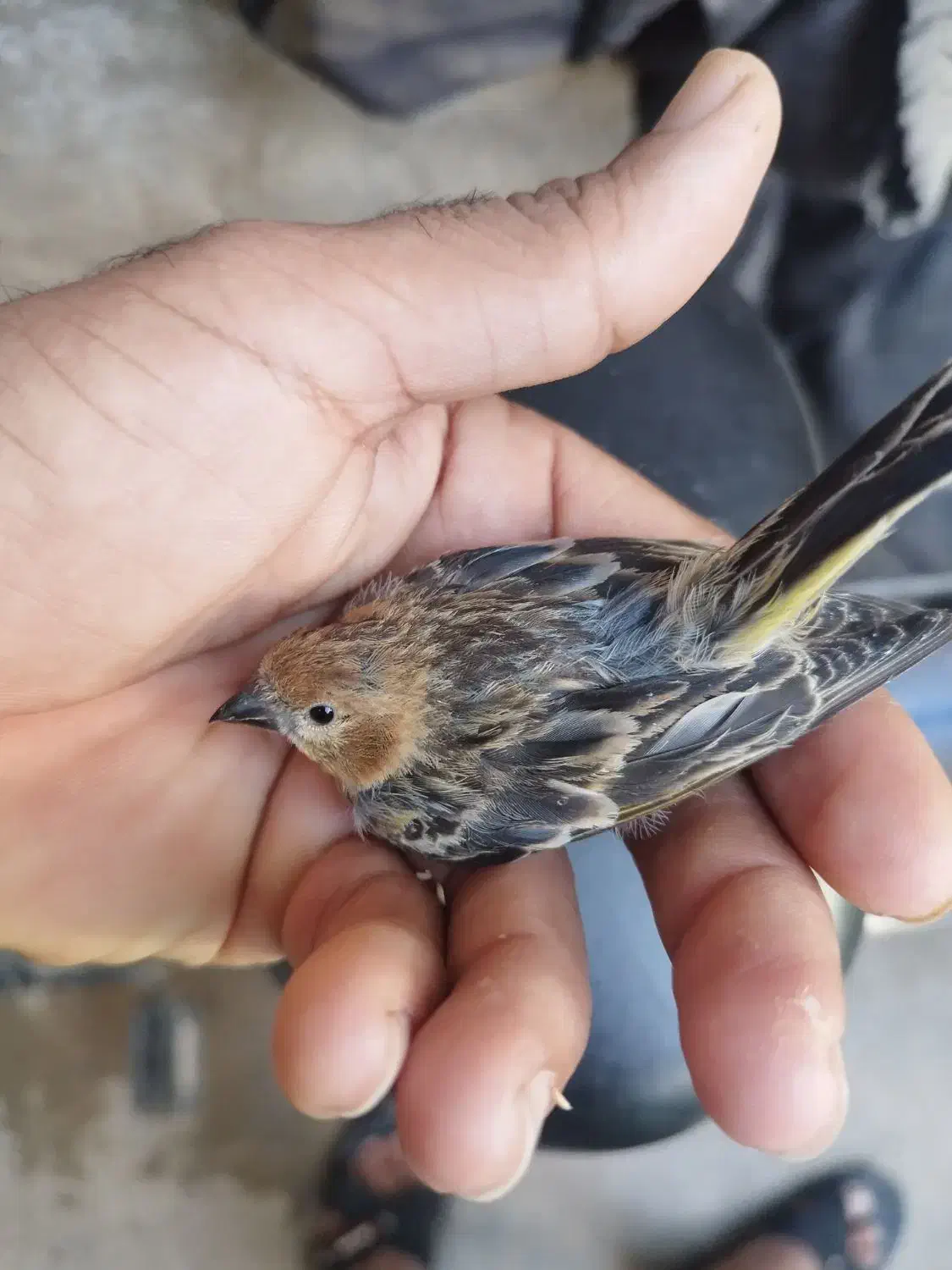 گلبسروسهره سبز وسهره ببری امیدیه|پرنده|بندر ماهشهر, |دیوار