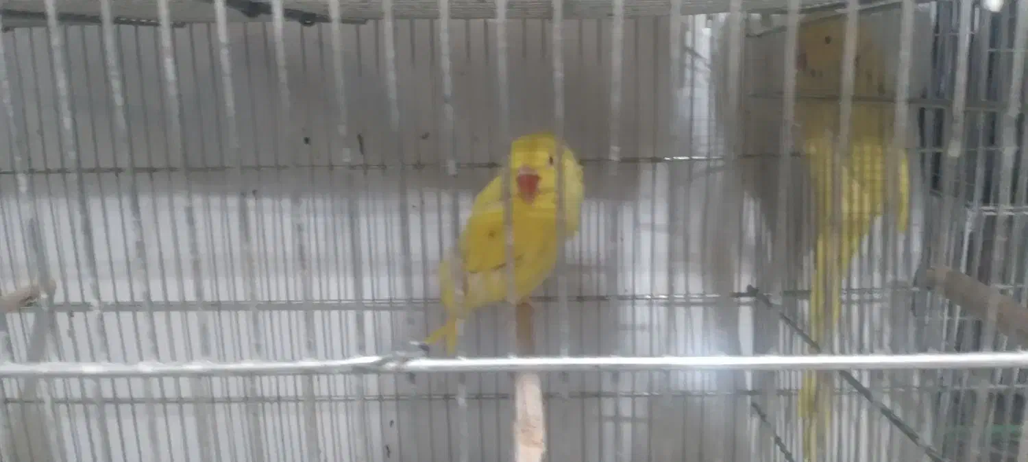 طوطی ملنگوزرد|پرنده|بیرجند, |دیوار