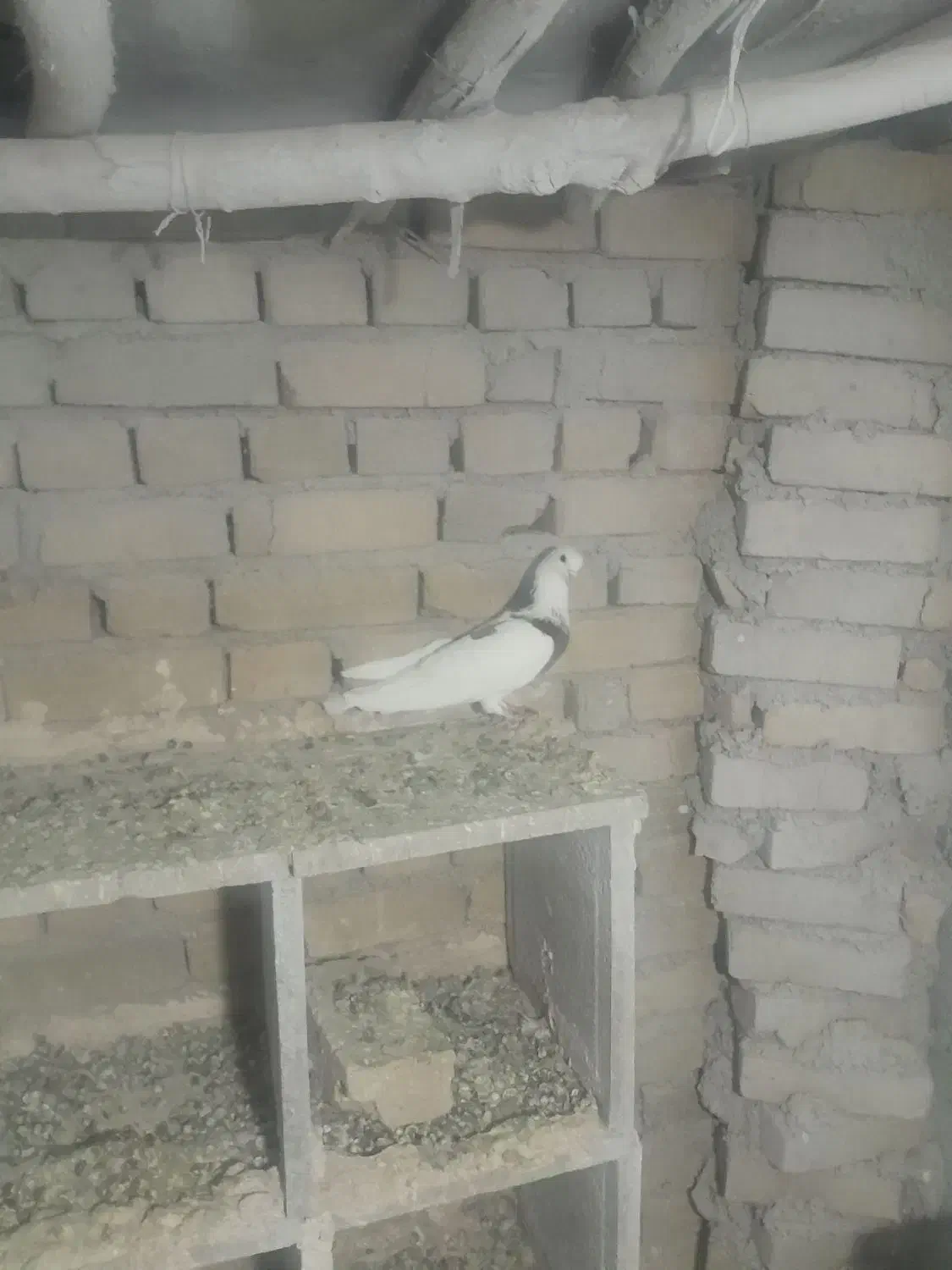 کبوتر|پرنده|گیان, |دیوار