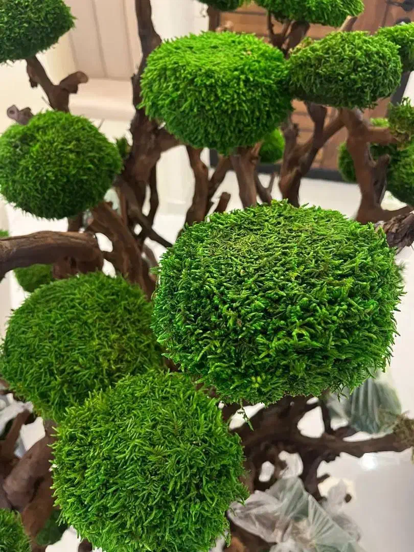 درخت جاودان|گل و گیاه طبیعی|رشت, رودبارتان|دیوار