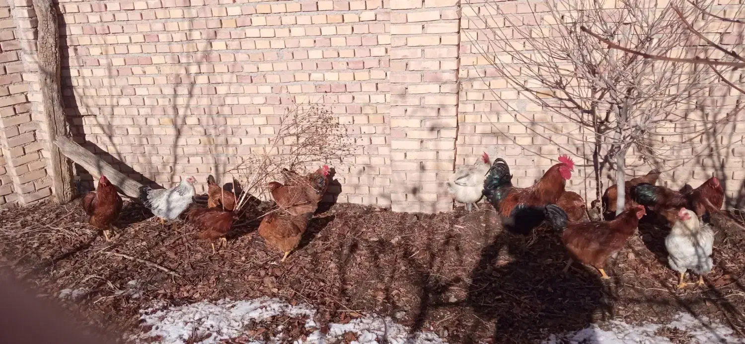 تعداد 16عددمرغ وخروس بفروش می رسد|حیوانات مزرعه|ورزقان, |دیوار